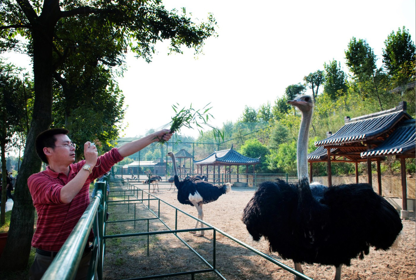 鸵鸟 动物世界 景区 中南百草原官方网站 国家aaaa级旅游景区